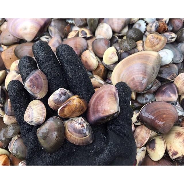 ぜんな 蛤 はまぐり 小蛤５キロ 九十九里産 獲れたて直送 絶品グルメ 6 Dk House 通販 Yahoo ショッピング