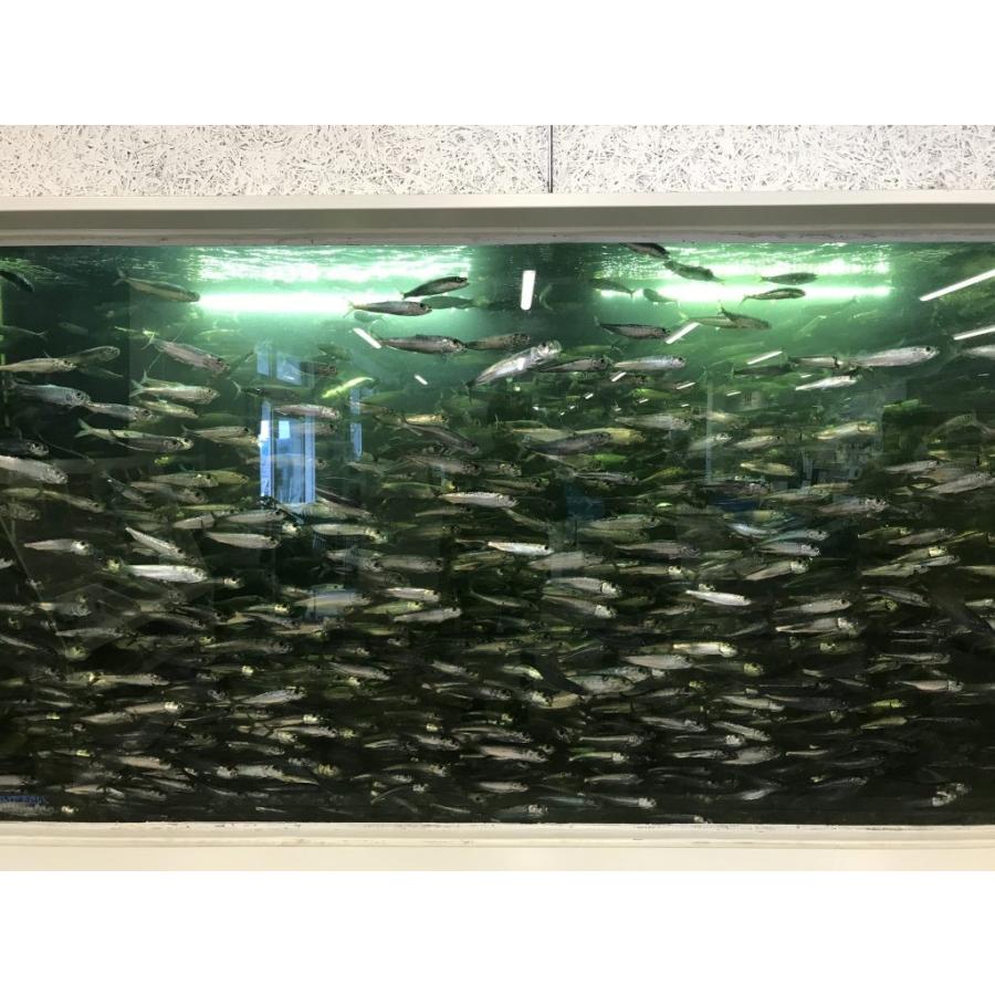 真いわしの丸干し 千葉県九十九里産 絶品いわし イワシ Dha Epa カルシウム 魚 おかず 8 Dk House 通販 Yahoo ショッピング