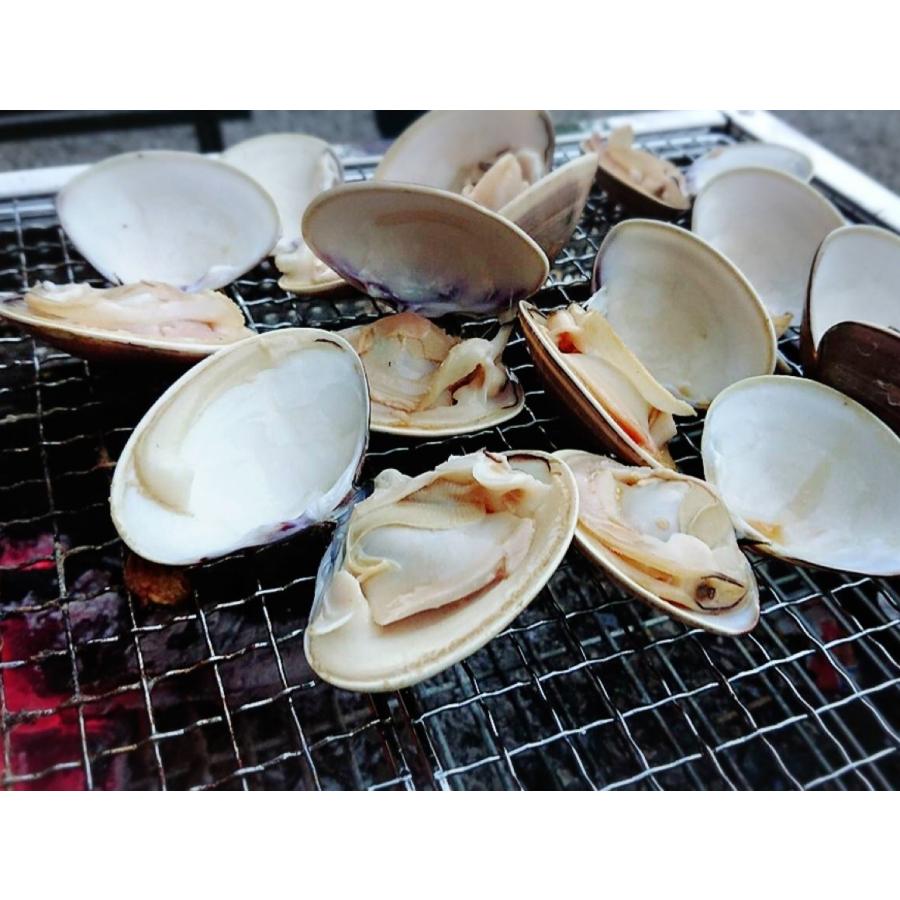 千葉九十九里産天然活はまぐり 九十九里産 中玉(中サイズ)蛤 千葉九十九里産天然活はまぐり 九十九里産 中玉(中サイズ)蛤