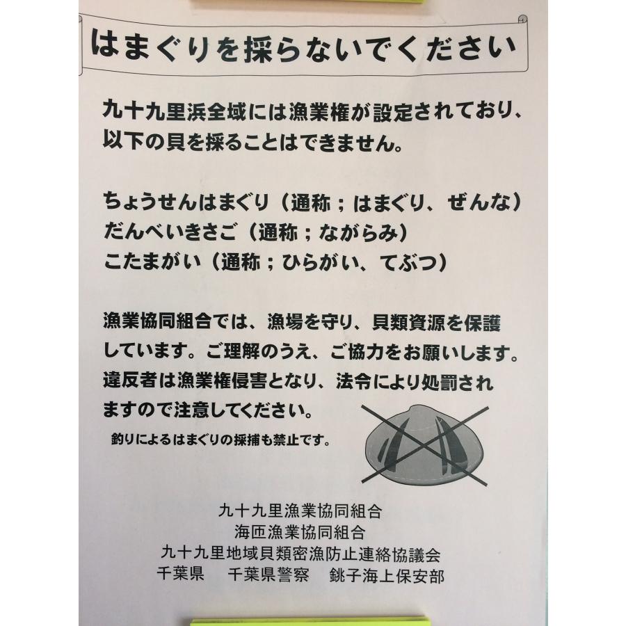 千葉九十九里産天然活はまぐり（小サイズ） ２キロ　４０〜５０個入り　ハマグリ／産地直送／蛤／新鮮／BBQ／節句／お祝い｜dk-corpo｜15