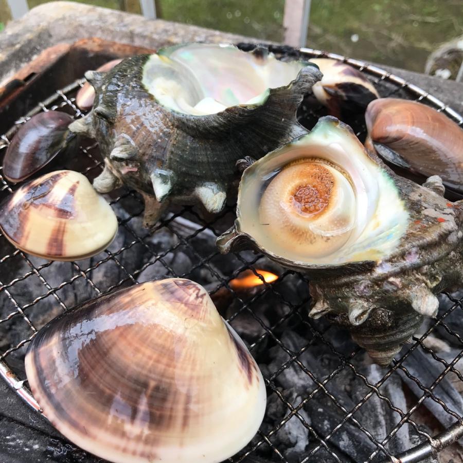 千葉九十九里産天然活はまぐり 九十九里産 中玉（中サイズ）500g 5〜8