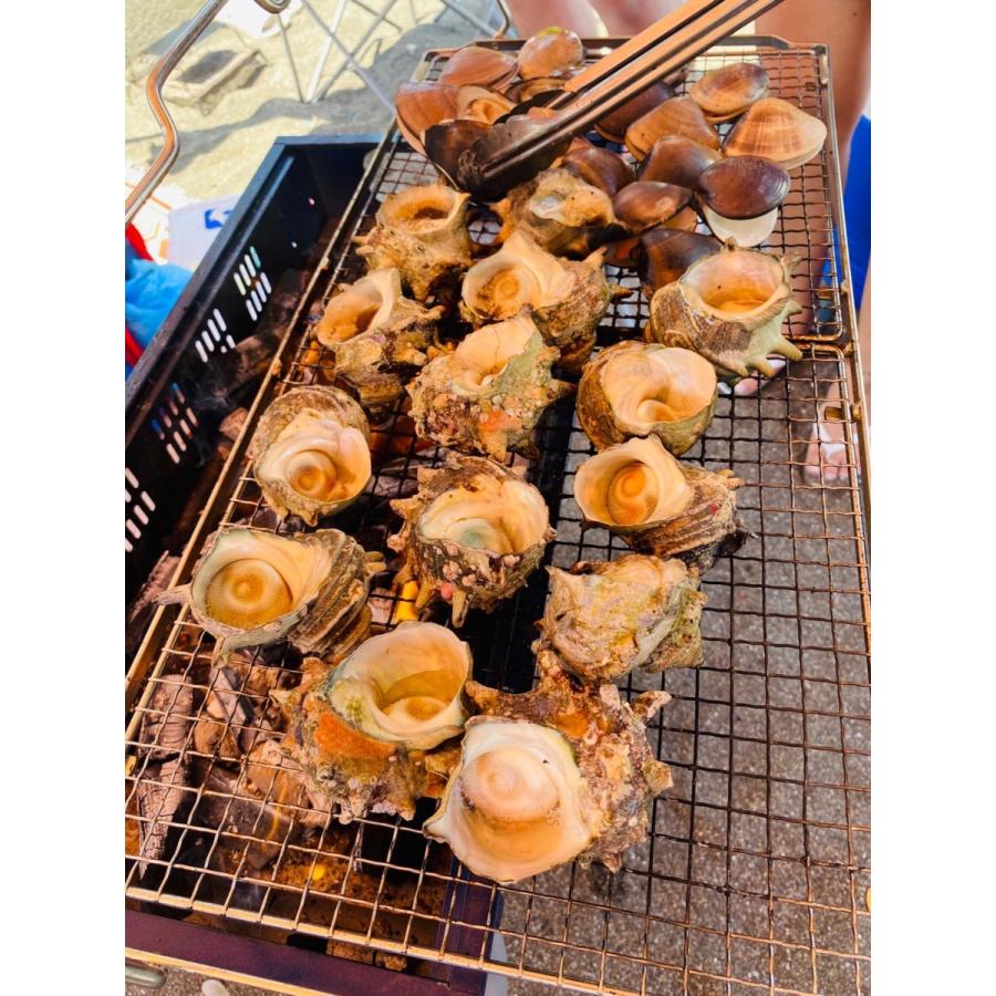 国産活サザエ 1キロ さざえ 新鮮活き活き つぼ焼き 刺身に : DK