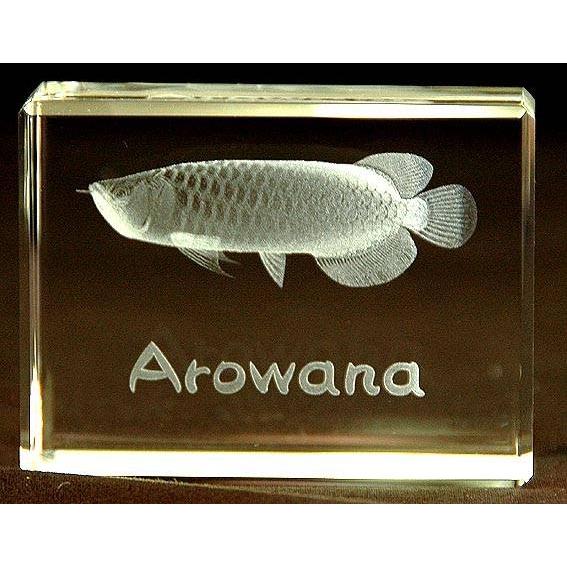 最前線の アロワナ