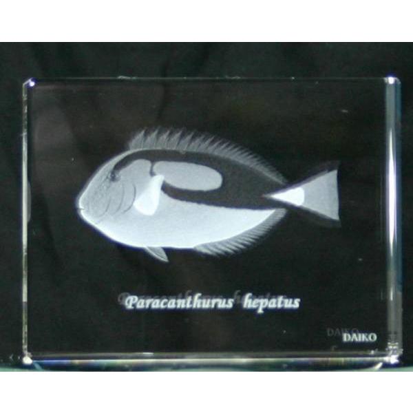 ナンヨウハギ | 