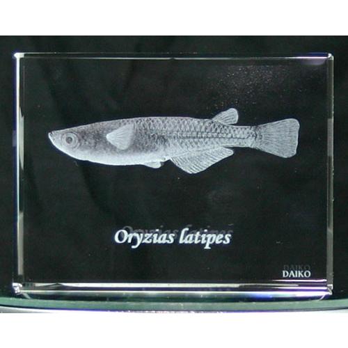 めだか-魚3Dクリスタルアート | 