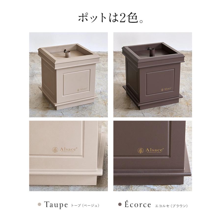 Alsace 【公式 Alsace(R) 正規品】 ポットツリー Coffret(コフレ