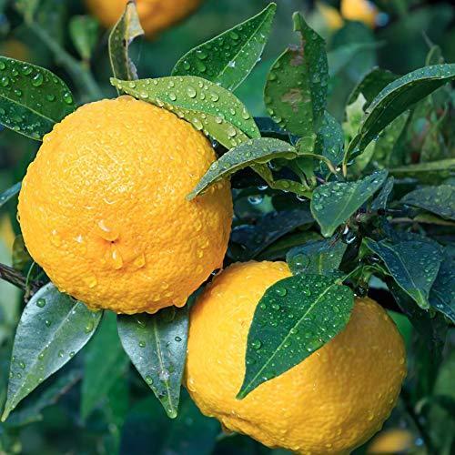 全品送料無料 ゆずの苗木 花柚子 2年生 接木苗 15cmポット 平均樹高 約70cm 1個 ポット植え 年中植付け可能 自社農場 新鮮苗直送 S Do Well 通販 Yahoo ショッピング 正規店仕入れの Www Maxipiso Com Ar