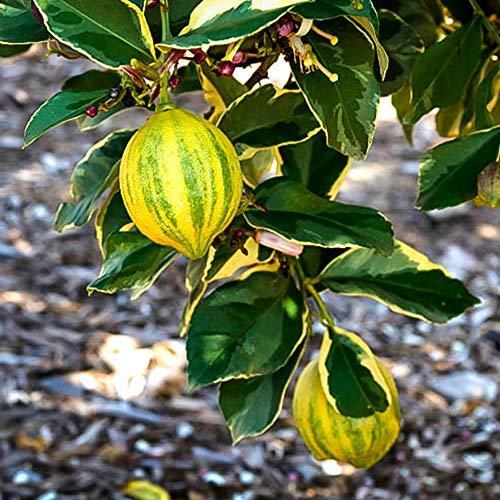 スパークリングラズベリーレモネードのレシピ