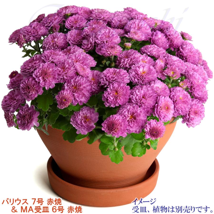 植木鉢 おしゃれ 安い 陶器 サイズ 23cm バリウス 7号 赤焼 室内 屋外 レンガ 色 |  | 13