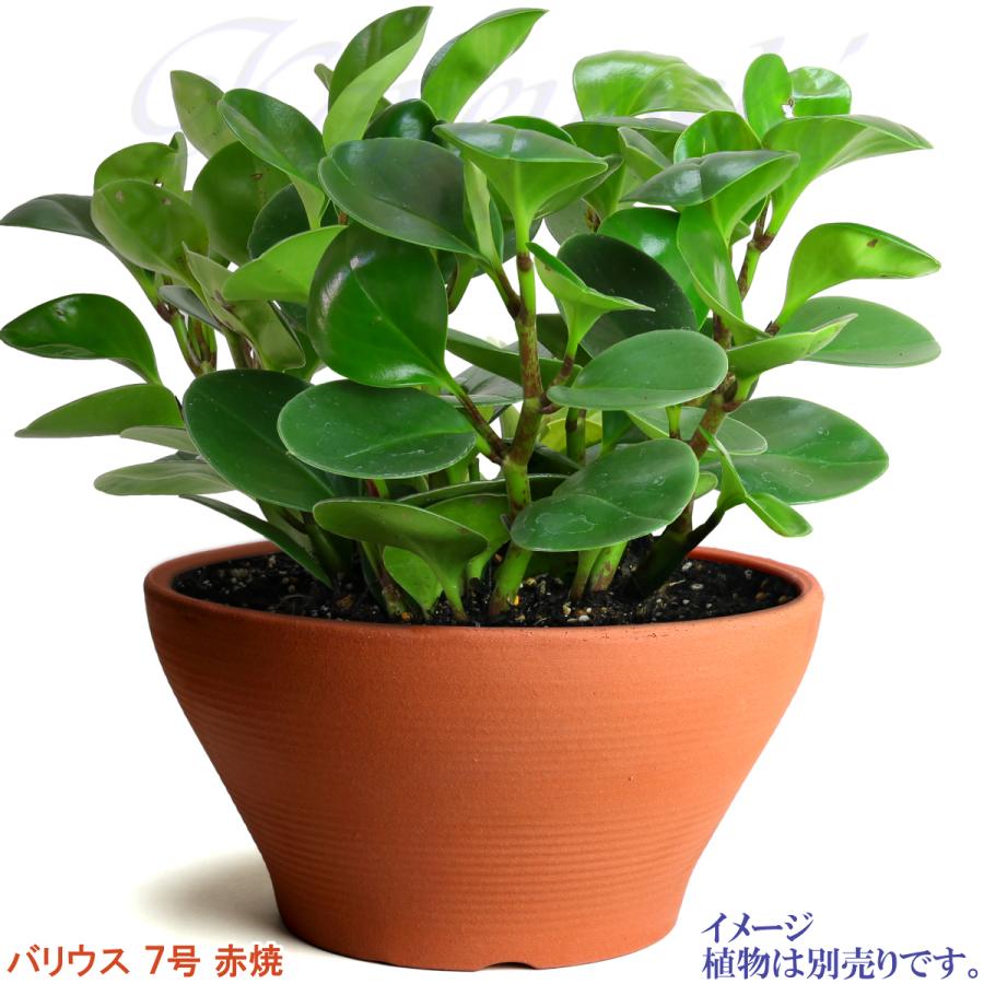 植木鉢 おしゃれ 安い 陶器 サイズ 23cm バリウス 7号 赤焼 室内 屋外 レンガ 色 |  | 09