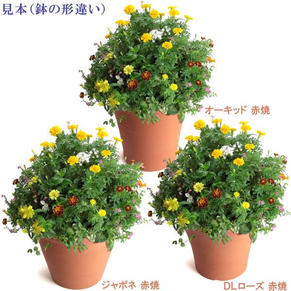 植木鉢 おしゃれ 安い 陶器 サイズ 25cm オーキッド 8号 赤焼 室内 屋外 レンガ 色 |  | 15