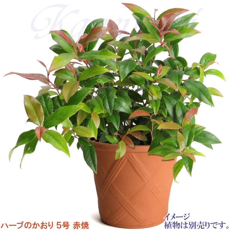 植木鉢 おしゃれ 安い 陶器 サイズ 15cm ハーブのかおり 5号 赤焼 室内 屋外 レンガ 色 |  | 08