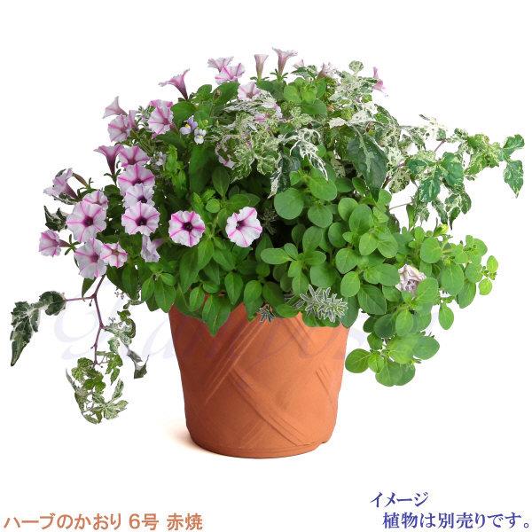 植木鉢 おしゃれ 安い 陶器 サイズ 19cm ハーブのかおり 6号 赤焼 室内 屋外 レンガ 色 |  | 10