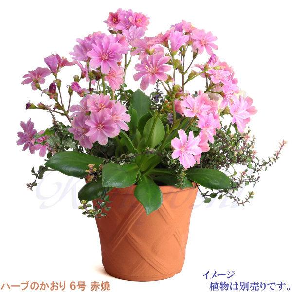 植木鉢 おしゃれ 安い 陶器 サイズ 19cm ハーブのかおり 6号 赤焼 室内 屋外 レンガ 色 |  | 11