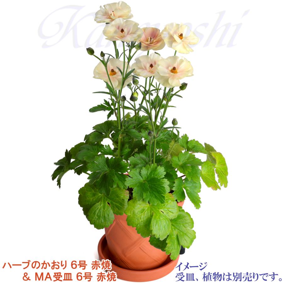 植木鉢 おしゃれ 安い 陶器 サイズ 19cm ハーブのかおり 6号 赤焼 室内 屋外 レンガ 色 |  | 12