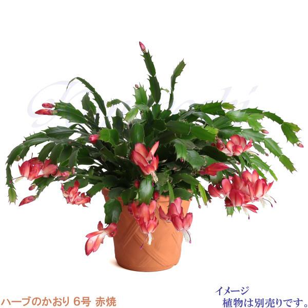 植木鉢 おしゃれ 安い 陶器 サイズ 19cm ハーブのかおり 6号 赤焼 室内 屋外 レンガ 色 |  | 09