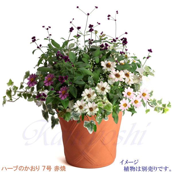 植木鉢 おしゃれ 安い 陶器 サイズ 22cm ハーブのかおり 7号 赤焼 室内 屋外 レンガ 色 |  | 08