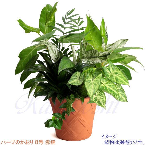 植木鉢 おしゃれ 安い 陶器 サイズ 25cm ハーブのかおり 8号 赤焼 室内 屋外 レンガ 色 |  | 10