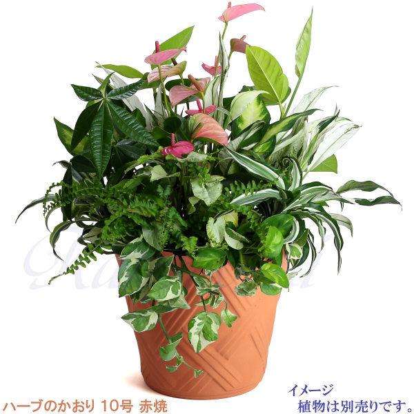 植木鉢 おしゃれ 安い 陶器 サイズ 31cm ハーブのかおり 10号 赤焼 室内 屋外 レンガ 色 |  | 12