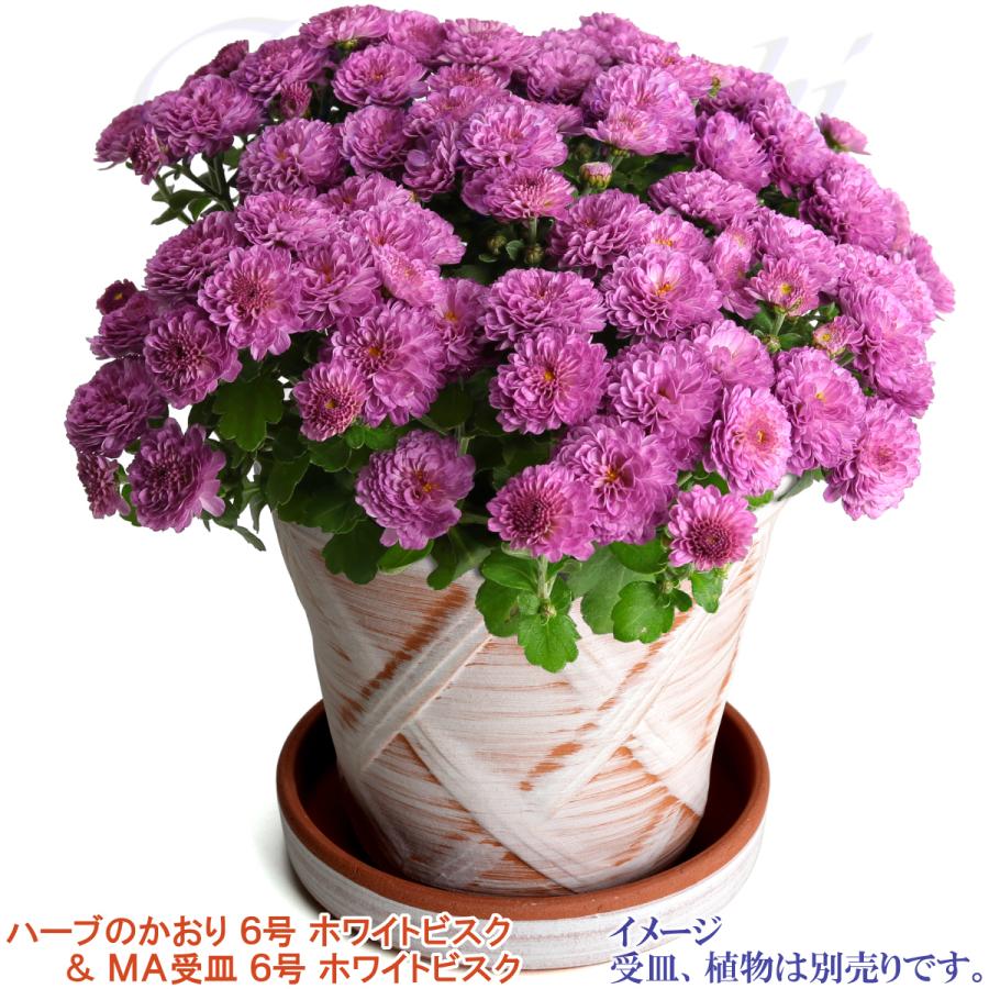 植木鉢 おしゃれ 安い 陶器 サイズ 19cm ハーブのかおり 6号 ホワイトビスク 室内 屋外 レンガ 色 |  | 10