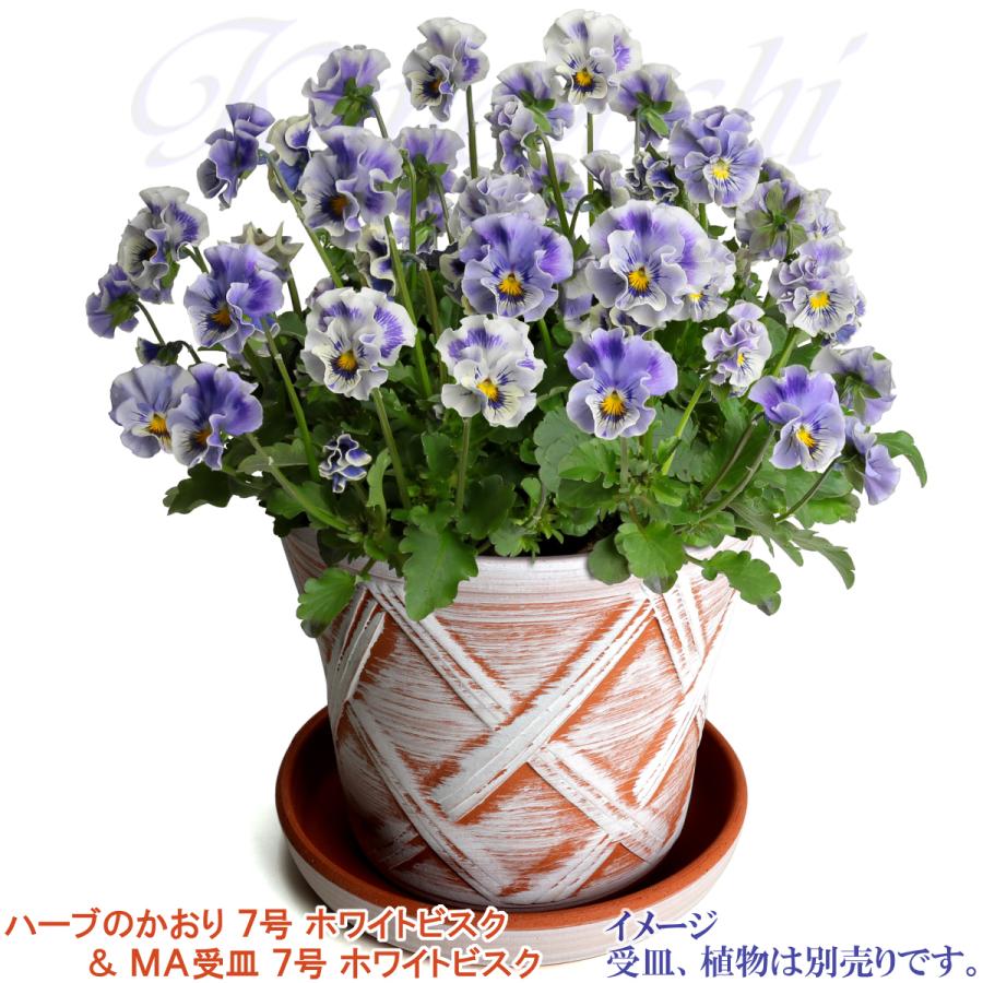 植木鉢 おしゃれ 安い 陶器 サイズ 22cm ハーブのかおり 7号 ホワイトビスク 室内 屋外 レンガ 色 |  | 10