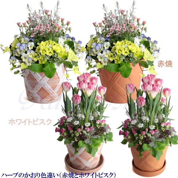 植木鉢 おしゃれ 安い 陶器 サイズ 22cm ハーブのかおり 7号 ホワイトビスク 室内 屋外 レンガ 色 |  | 12