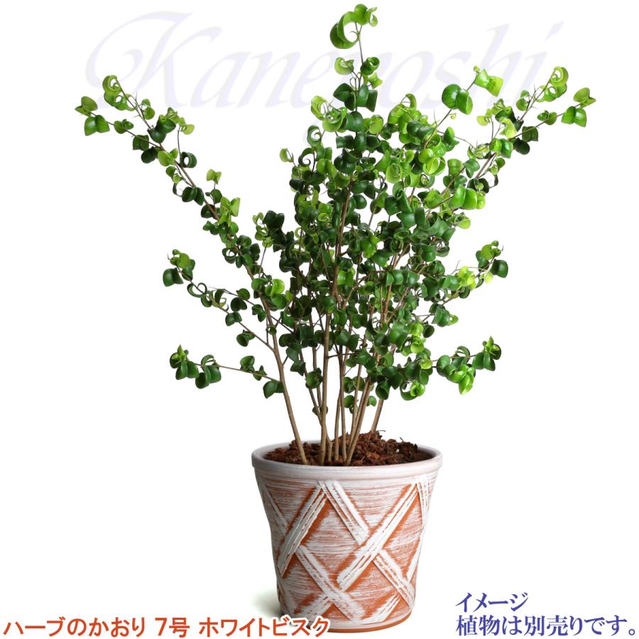 植木鉢 おしゃれ 安い 陶器 サイズ 22cm ハーブのかおり 7号 ホワイトビスク 室内 屋外 レンガ 色 |  | 07