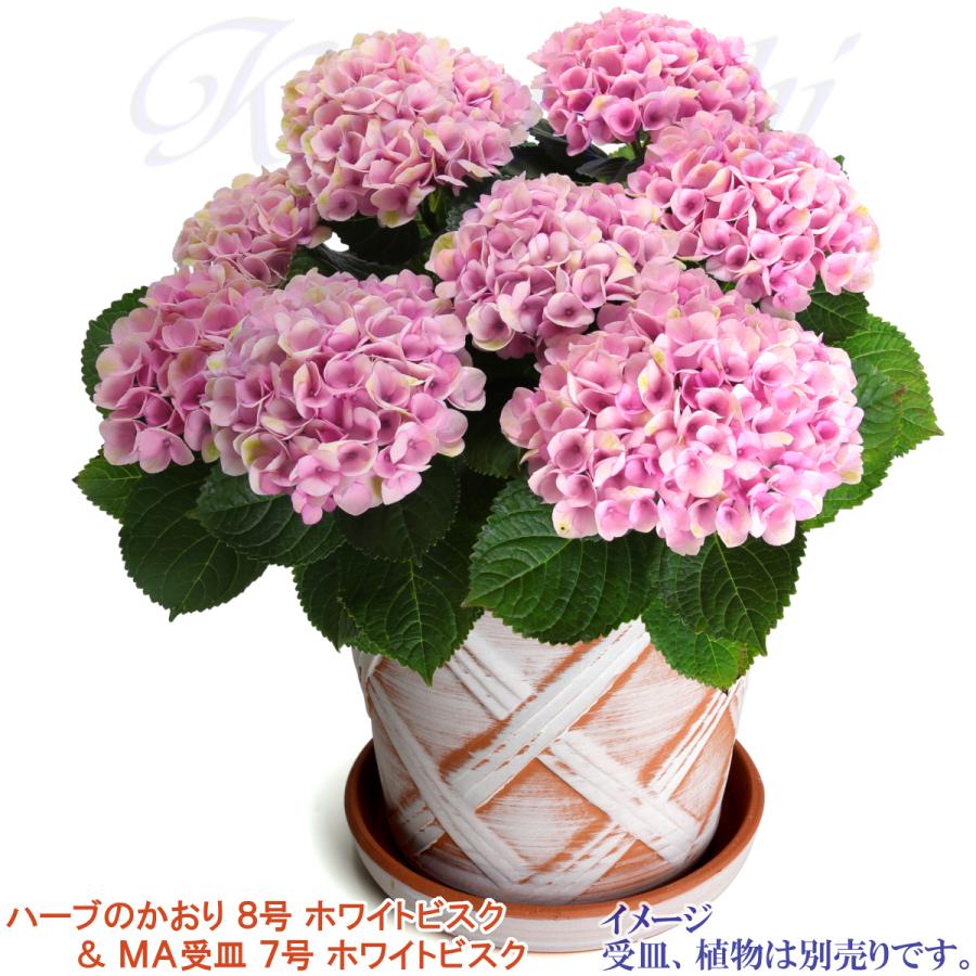 植木鉢 おしゃれ 安い 陶器 サイズ 25cm ハーブのかおり 8号 ホワイトビスク 室内 屋外 レンガ 色 |  | 10