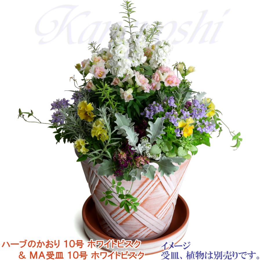 植木鉢 おしゃれ 安い 陶器 サイズ 31cm ハーブのかおり 10号 ホワイトビスク 室内 屋外 レンガ 色 |  | 10