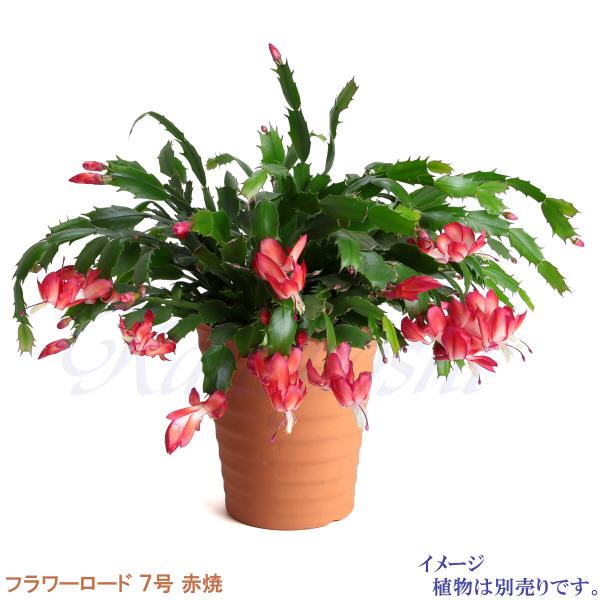 植木鉢 おしゃれ 安い 陶器 サイズ 21.5cm フラワーロード 7号 植木鉢 おしゃれ 安い 陶器 サイズ 21.5cm フラワーロード 7号