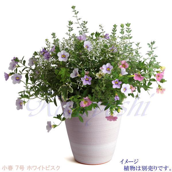 植木鉢 おしゃれ 安い 陶器 サイズ 22cm 小春 7号 ホワイトビスク 室内 屋外 レンガ 色 |  | 09