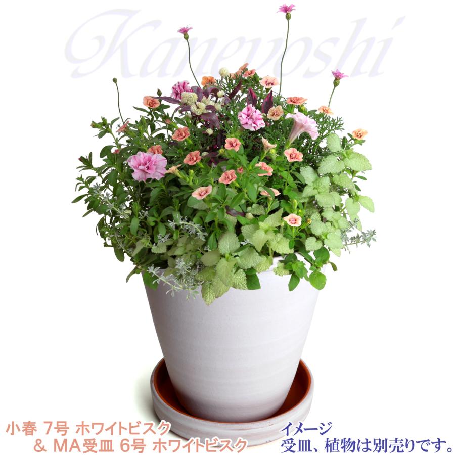 植木鉢 おしゃれ 安い 陶器 サイズ 22cm 小春 7号 ホワイトビスク 室内 屋外 レンガ 色 |  | 12