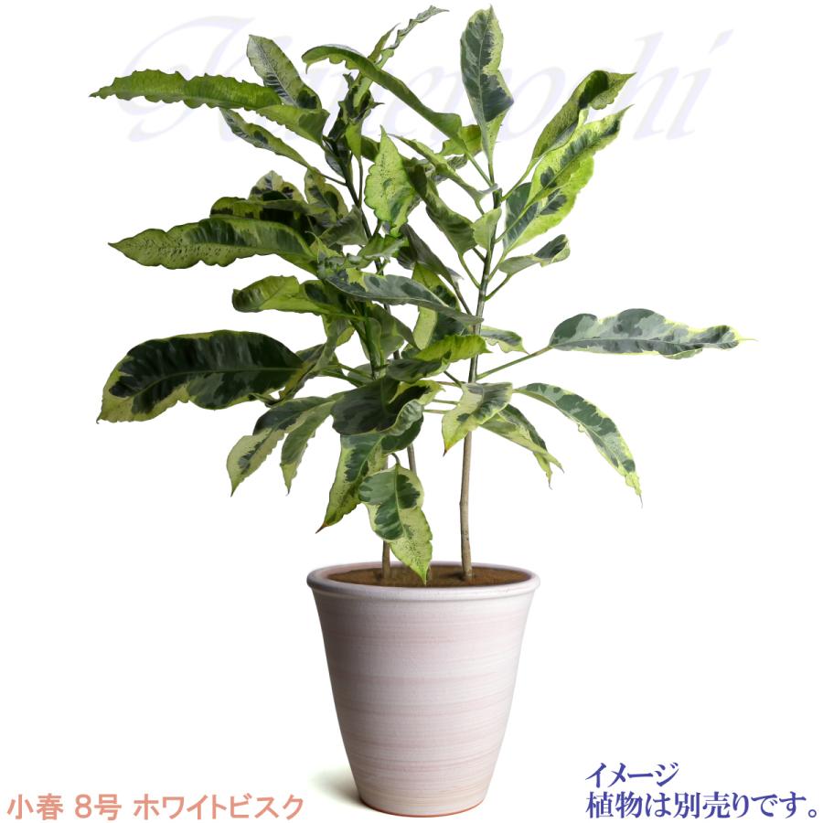 植木鉢 おしゃれ 安い 陶器 サイズ 24cm 小春 8号 ホワイトビスク 室内 屋外 レンガ 色 |  | 09