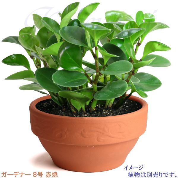 植木鉢 おしゃれ 安い 陶器 サイズ 25cm ガーデナー 8号 赤焼 室内 屋外 レンガ 色 |  | 07