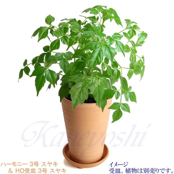 植木鉢 おしゃれ 安い 陶器 サイズ 10cm ハーモニー 3号 スヤキ 室内 屋外 レンガ 色 |  | 13