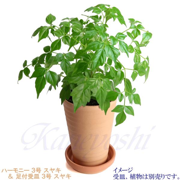 植木鉢 おしゃれ 安い 陶器 サイズ 10cm ハーモニー 3号 スヤキ 室内 屋外 レンガ 色 |  | 14