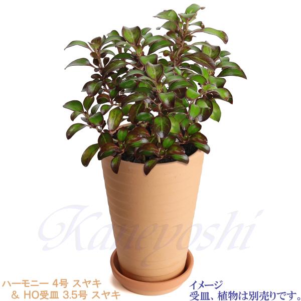 植木鉢 おしゃれ 安い 陶器 サイズ 13cm ハーモニー 4号 スヤキ 室内 屋外 レンガ 色 |  | 13