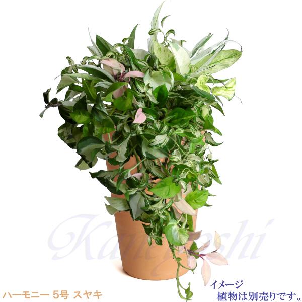 植木鉢 おしゃれ 安い 陶器 サイズ 15cm ハーモニー 5号 スヤキ 室内 屋外 レンガ 色 |  | 09