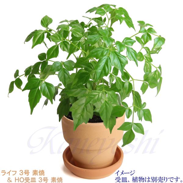 植木鉢 おしゃれ 安い 陶器 サイズ 10cm ライフ 3号 素焼 室内 屋外 レンガ 色 |  | 13