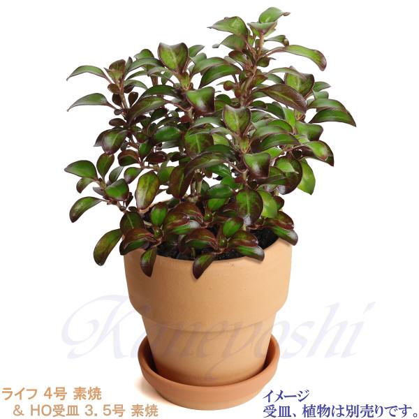 植木鉢 おしゃれ 安い 陶器 サイズ 13cm ライフ 4号 素焼 室内 屋外 レンガ 色 |  | 13