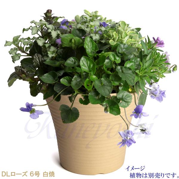 植木鉢 おしゃれ 安い 陶器 サイズ 20cm DLローズ 6号 白焼 室内 屋外 白 色 |  | 08
