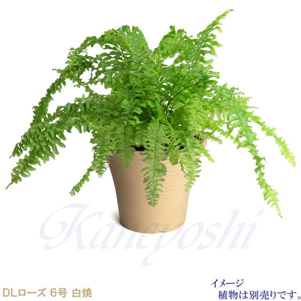 植木鉢 おしゃれ 安い 陶器 サイズ 20cm DLローズ 6号 白焼 室内 屋外 白 色 |  | 07