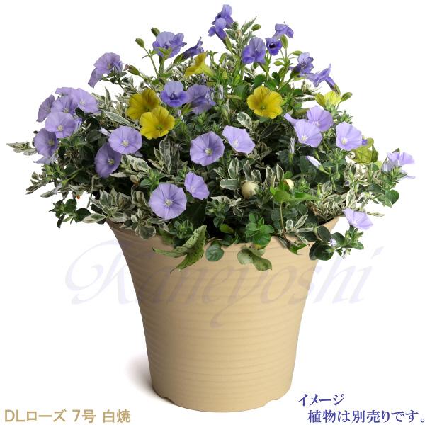 植木鉢 おしゃれ 安い 陶器 サイズ 23.5cm DLローズ 7号 白焼 室内 屋外 白 色 |  | 07