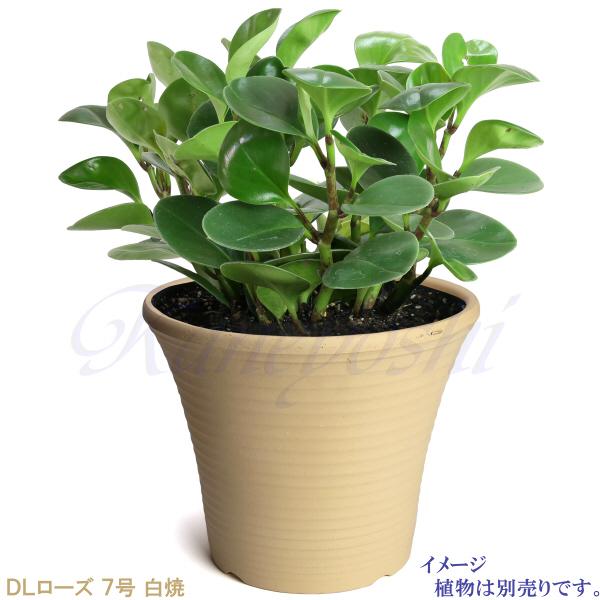 植木鉢 おしゃれ 安い 陶器 サイズ 23.5cm DLローズ 7号 白焼 室内 屋外 白 色 |  | 09