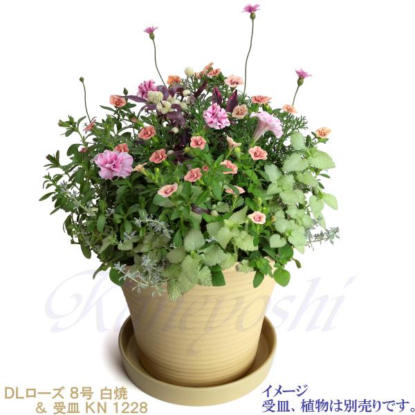 植木鉢 おしゃれ 安い 陶器 サイズ 26cm DLローズ 8号 白焼 室内 屋外 白 色 |  | 10