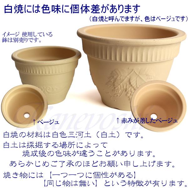 植木鉢 おしゃれ 安い 陶器 サイズ 26cm DLローズ 8号 白焼 室内 屋外 白 色 |  | 17