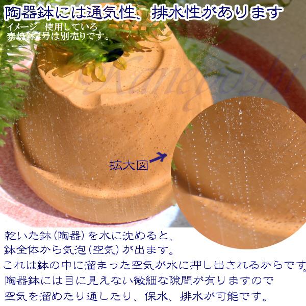 植木鉢 おしゃれ 安い 陶器 サイズ 26cm DLローズ 8号 白焼 室内 屋外 白 色 |  | 19