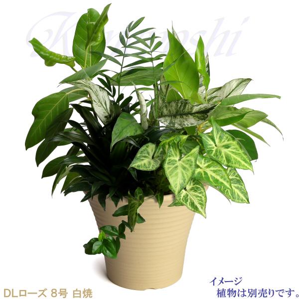 植木鉢 おしゃれ 安い 陶器 サイズ 26cm DLローズ 8号 白焼 室内 屋外 白 色 |  | 09