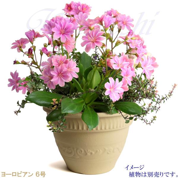 植木鉢 おしゃれ 安い 陶器 サイズ 19cm ヨーロピアン 6号 白焼 室内 屋外 白 色 |  | 10