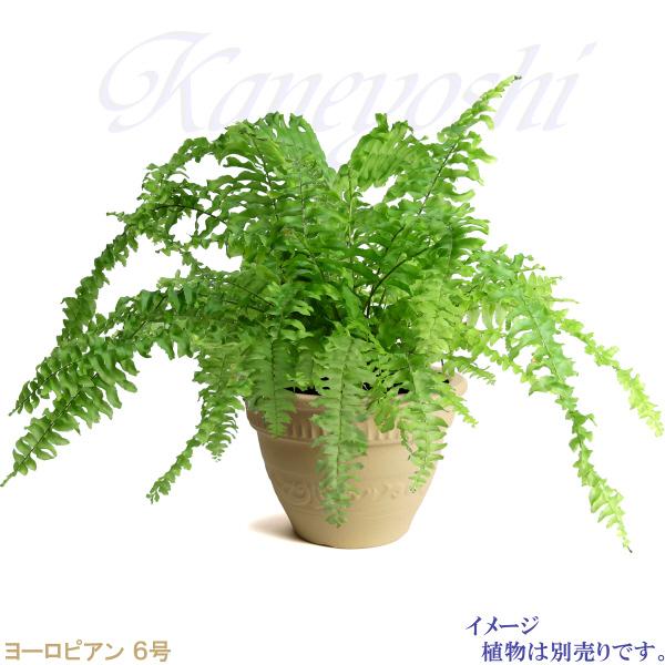 植木鉢 おしゃれ 安い 陶器 サイズ 19cm ヨーロピアン 6号 白焼 室内 屋外 白 色 |  | 09